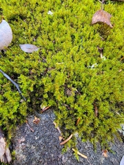 Racomitrium fasciculare
