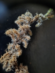 Racomitrium pruinosum