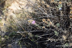 Centaurea hyssopifolia