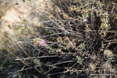 Centaurea hyssopifolia