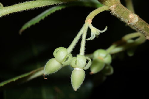 Cyrtandra dentata