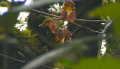 Cyrtochilum serratum