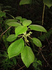 Cyrtandra dentata