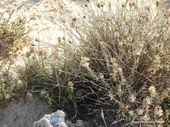 Centaurea hyssopifolia