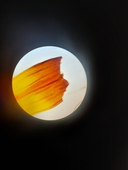 Racomitrium pruinosum