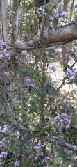 Hardenbergia