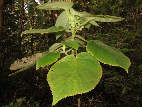 Cyrtandra dentata observed 2013-04-10