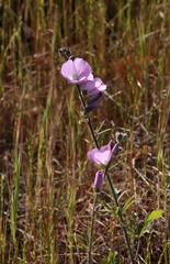Sidalcea malviflora