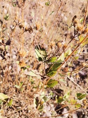 Aldama cordifolia