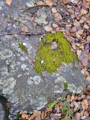 Racomitrium fasciculare