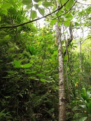 Cyrtandra garnotiana