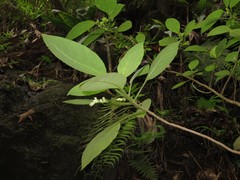 Cyrtandra garnotiana