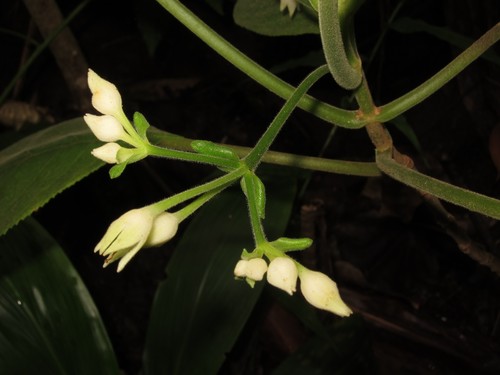 Cyrtandra garnotiana