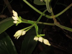 Cyrtandra garnotiana
