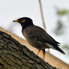 Acridotheres tristis