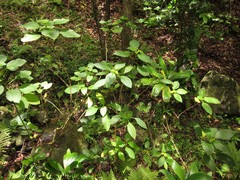 Cyrtandra garnotiana