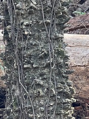 Celtis laevigata