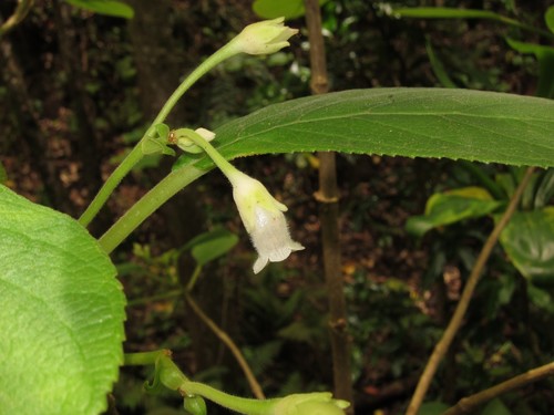 Cyrtandra garnotiana