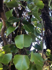 Cheirodendron platyphyllum