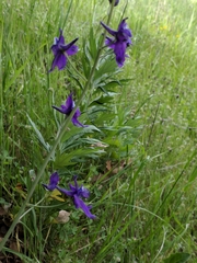 Delphinium variegatum