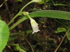 Cyrtandra garnotiana