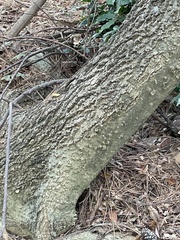 Celtis laevigata