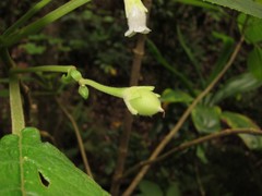 Cyrtandra garnotiana