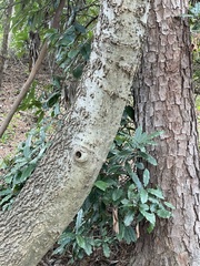 Celtis laevigata