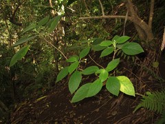 Cyrtandra garnotiana