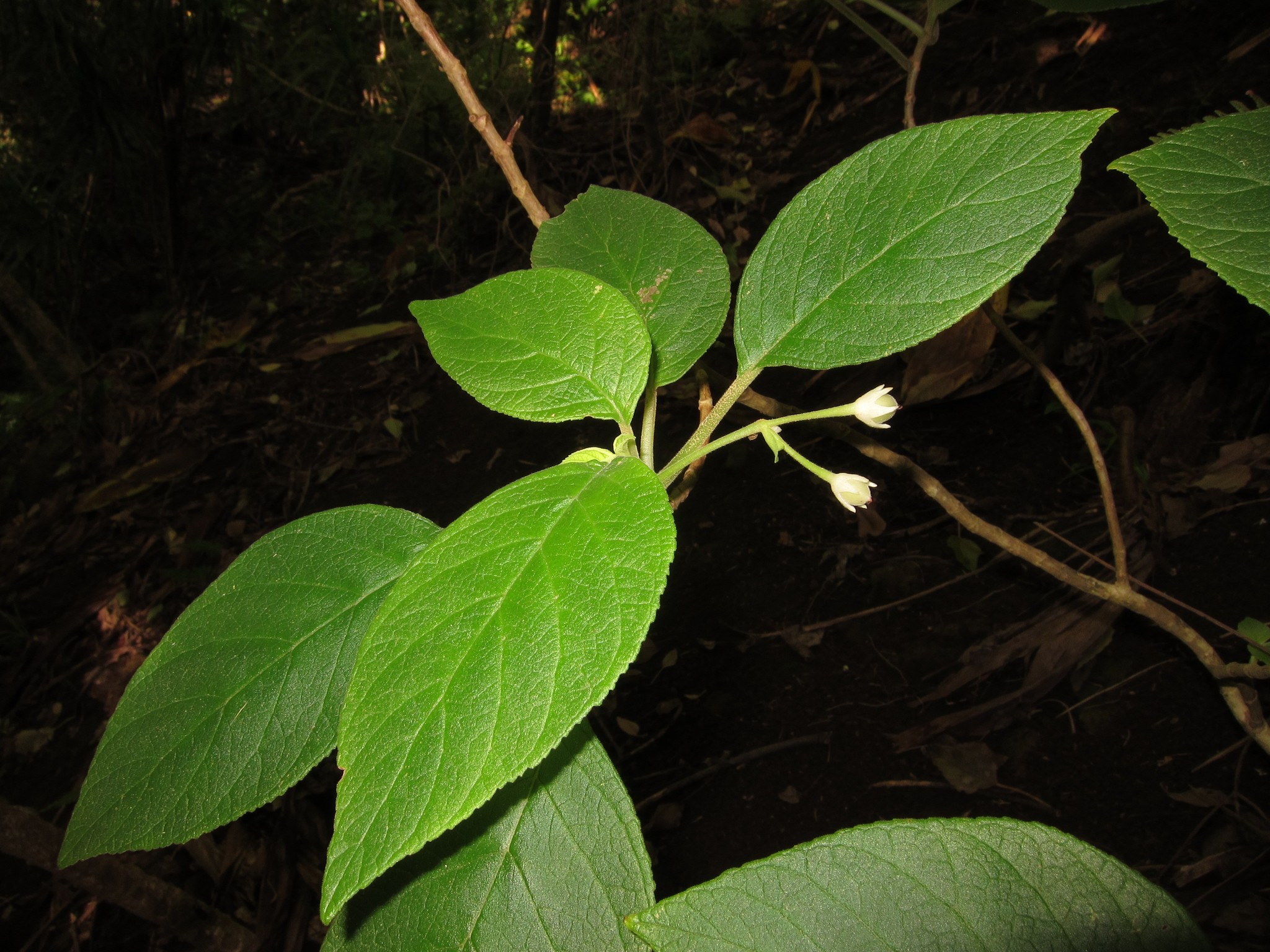 Cyrtandra garnotiana