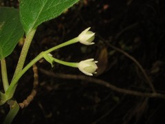 Cyrtandra garnotiana