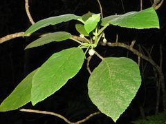 Cyrtandra garnotiana