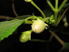 Cyrtandra garnotiana