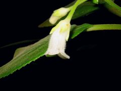 Cyrtandra garnotiana