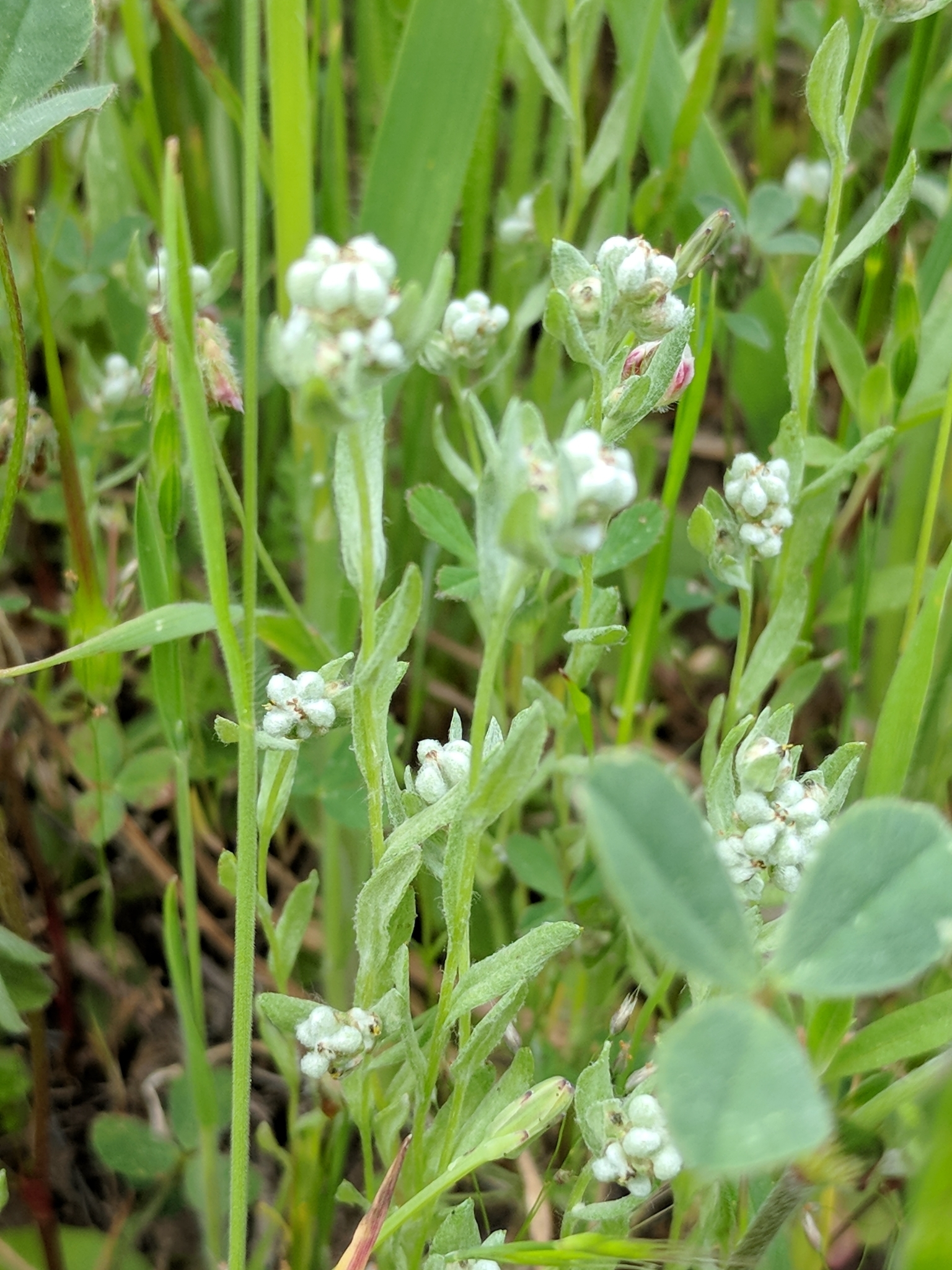 Micropus californicus var. subvestitus