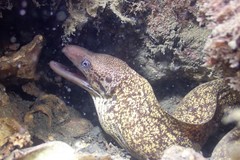 Gymnothorax cribroris