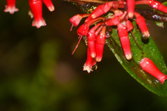 Macleania cordifolia
