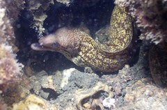 Gymnothorax cribroris