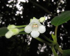 Cyrtandra garnotiana