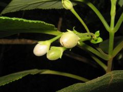 Cyrtandra garnotiana