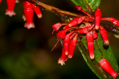 Macleania cordifolia