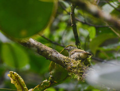 Mionectes striaticollis