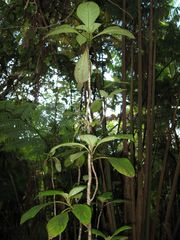 Cyrtandra giffardii