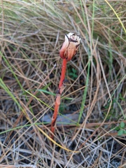 Monotropa brittonii