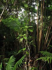 Cyrtandra giffardii