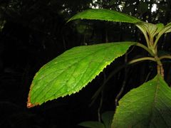 Cyrtandra giffardii