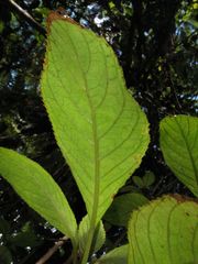 Cyrtandra giffardii