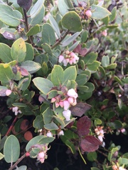 Arctostaphylos morroensis