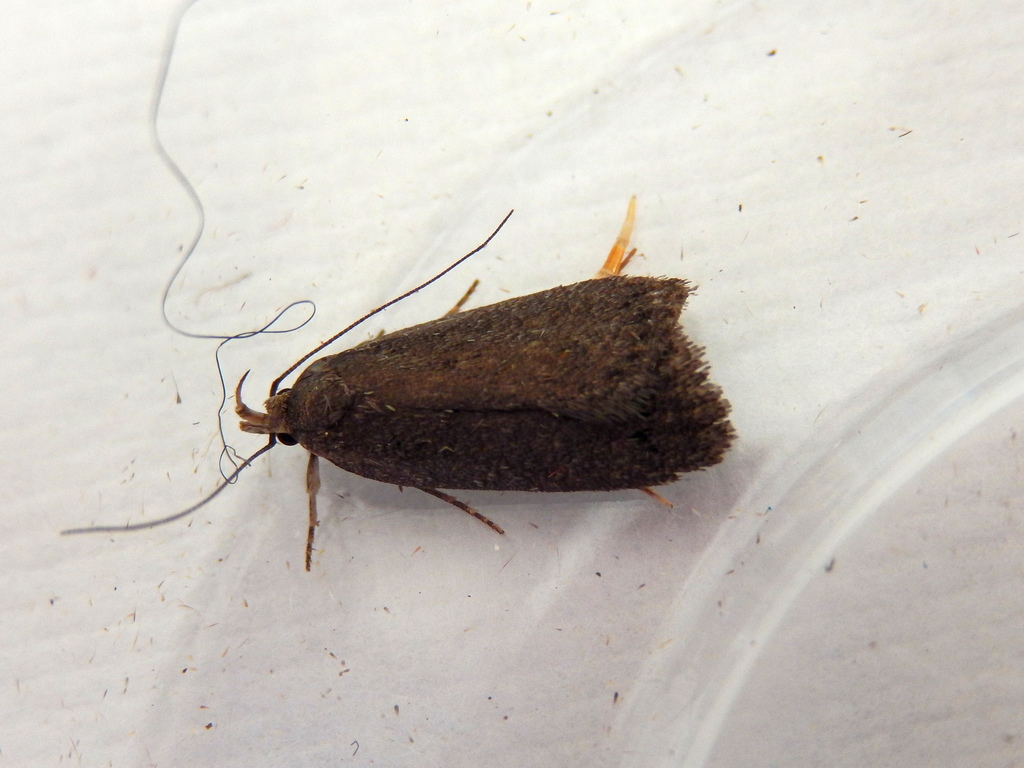 Xylorycta melanula