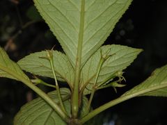 Cyrtandra giffardii